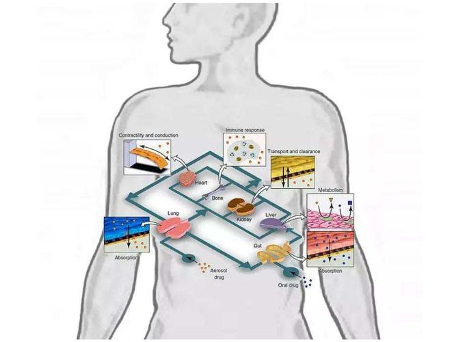了解一下器官芯片与工程化人体组织在药物研发中的应用